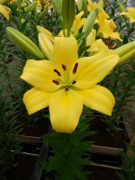 [5048 Pavia No01.JPG]